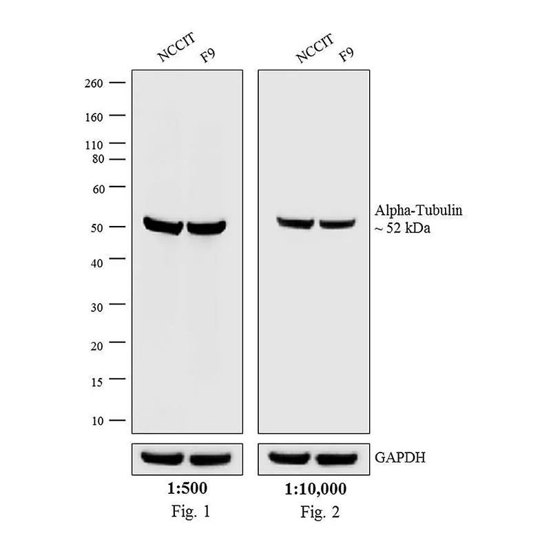 Thermo Fisher Scientific Chicken anti-Rat IgG (H+L) Cross-Adsorbed Secondary Antibody, AP
