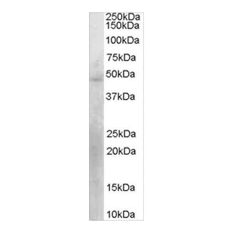 Merck Anti-KLF15 antibody produced in goat