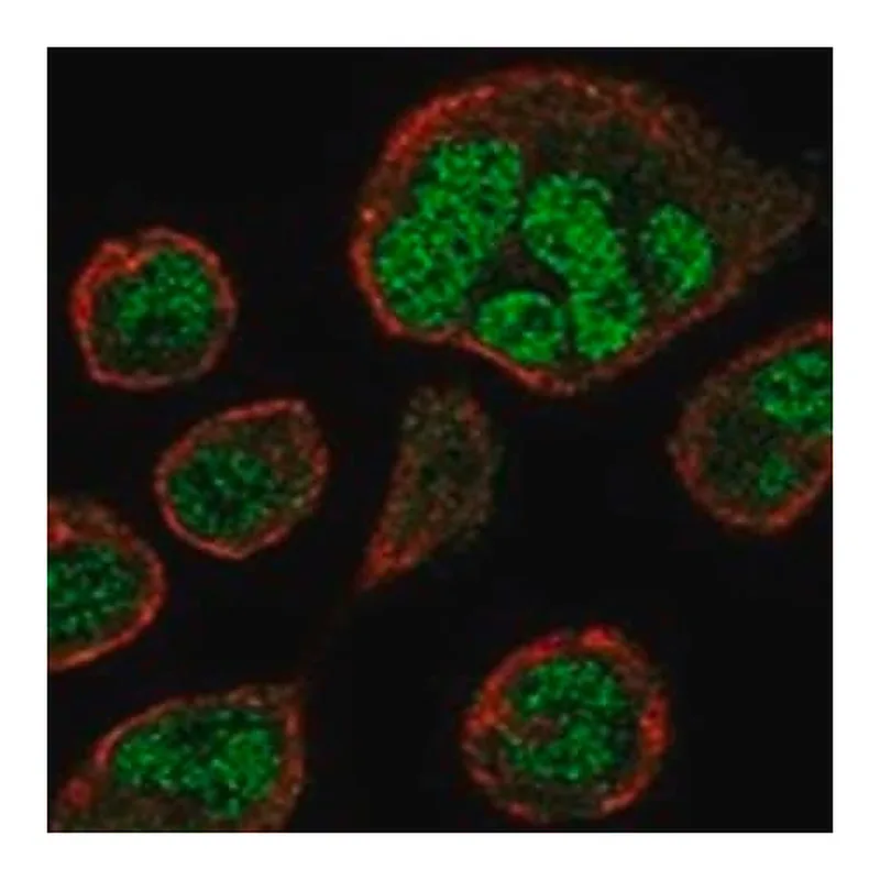 Merck Anti-ZNF560 antibody produced in rabbit