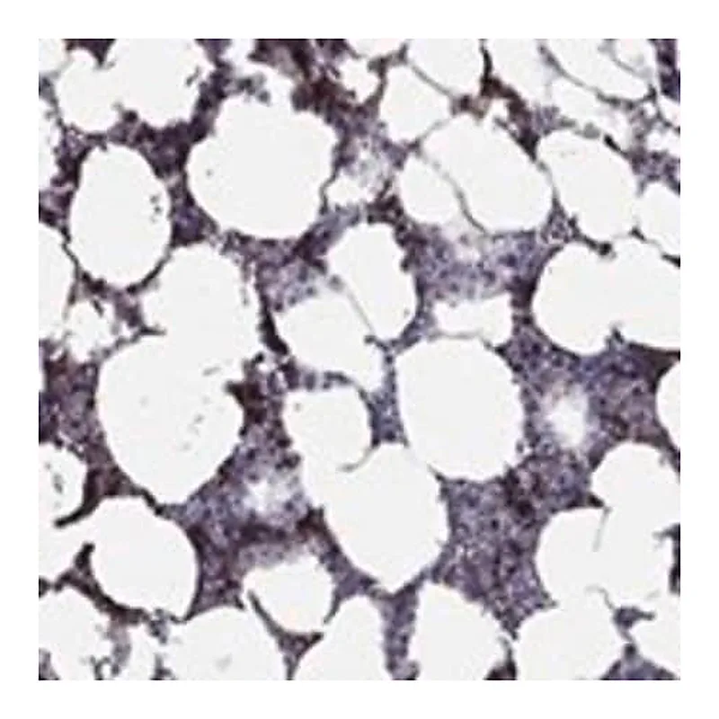 Merck Anti-RHCE antibody produced in rabbit