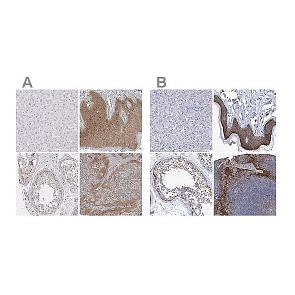 Merck Anti-BICD2 antibody produced in rabbit