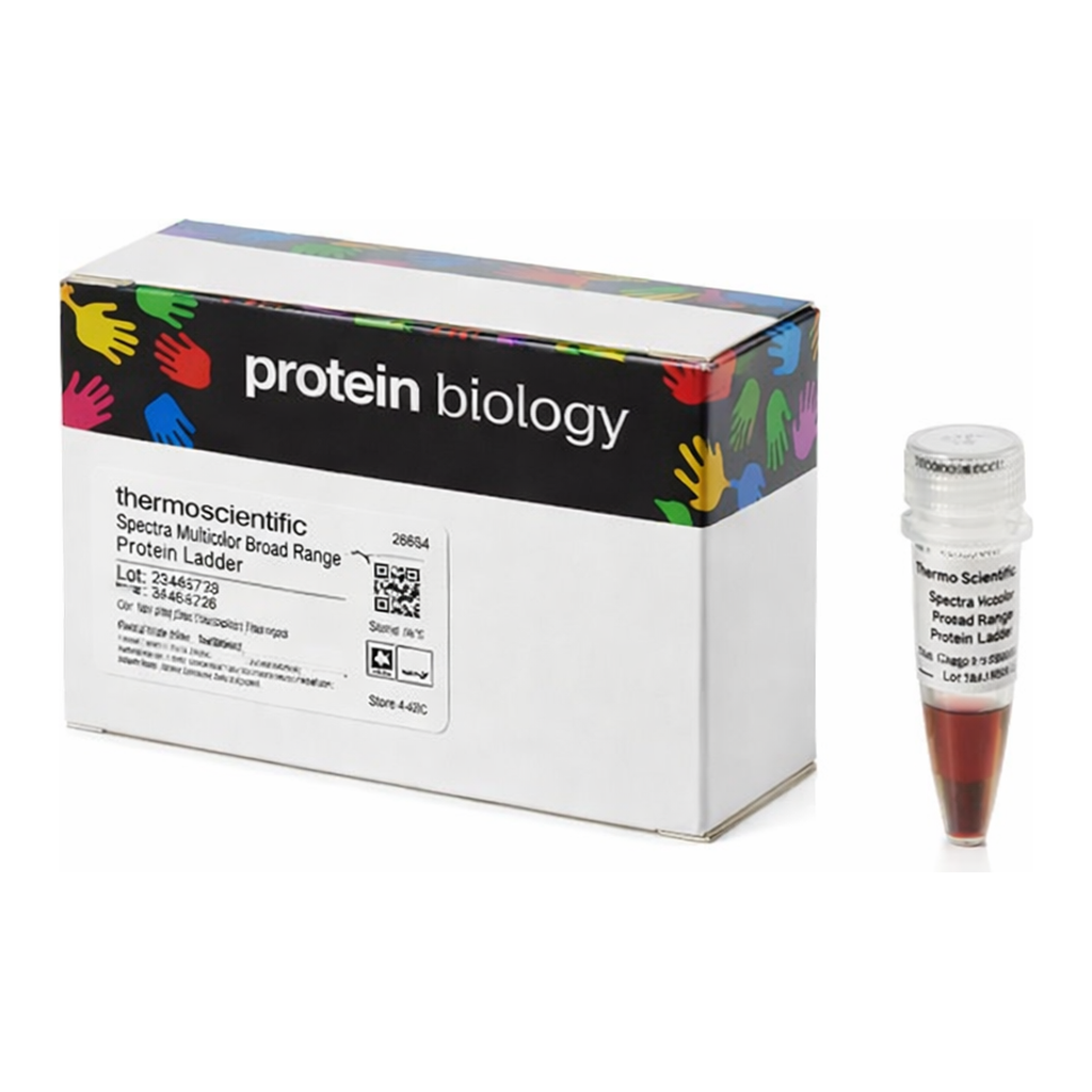 Thermo Fisher Scientific Spectra Multicolor Broad Range Protein Ladder, 10 x 250 &mu;L