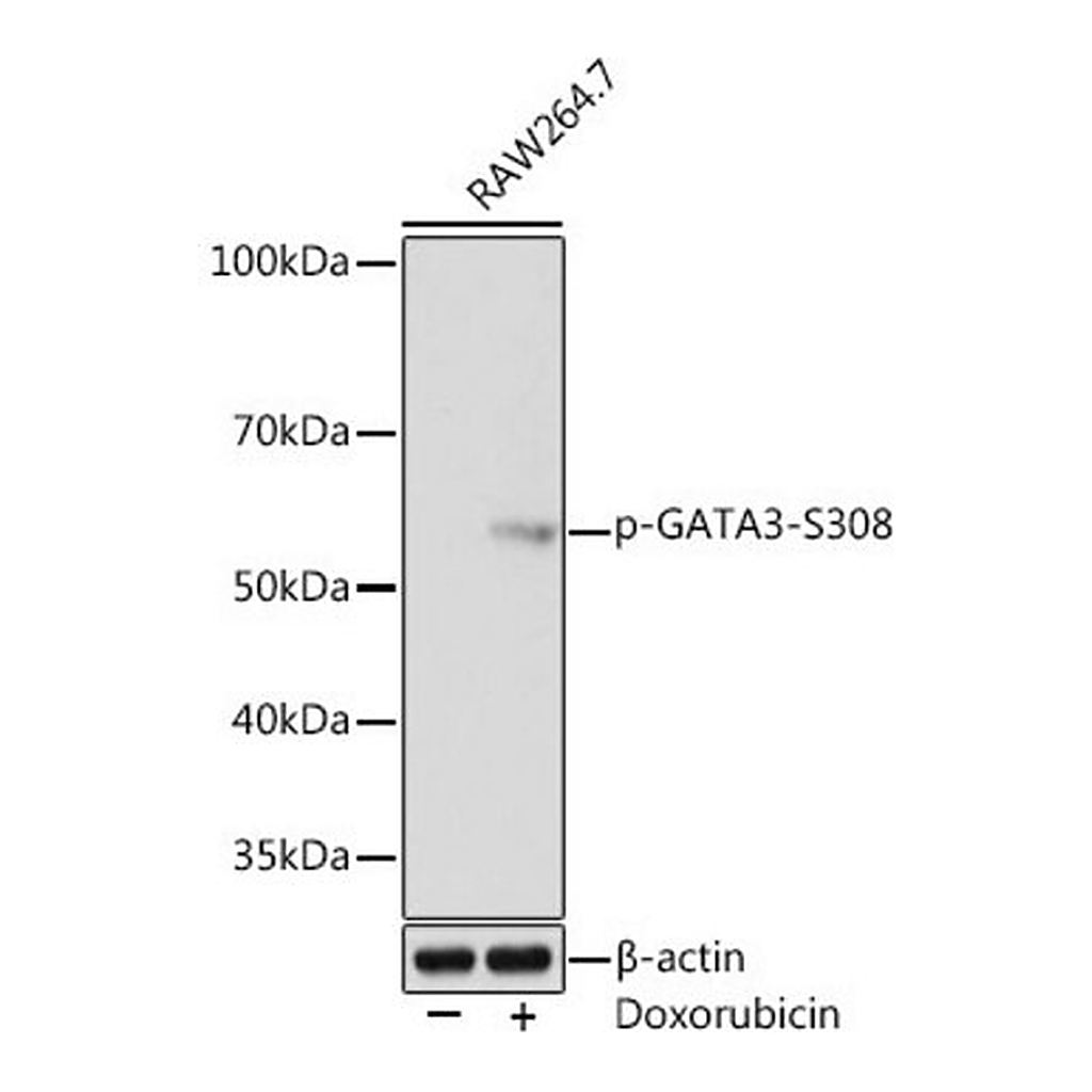 Merck Anti-Phospho-GATA3-S308 antibody produced in rabbit