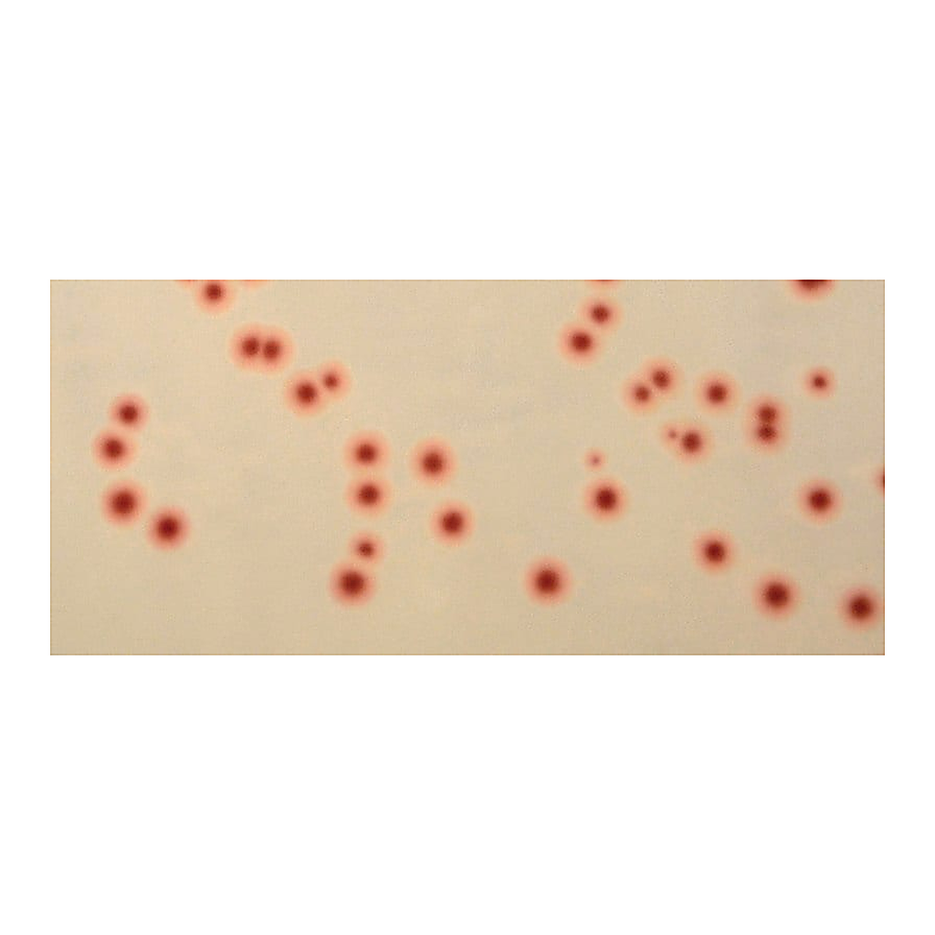 Merck Campylobacter Selective Agar (Base)