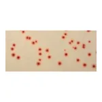 Merck Campylobacter Selective Agar (Base)