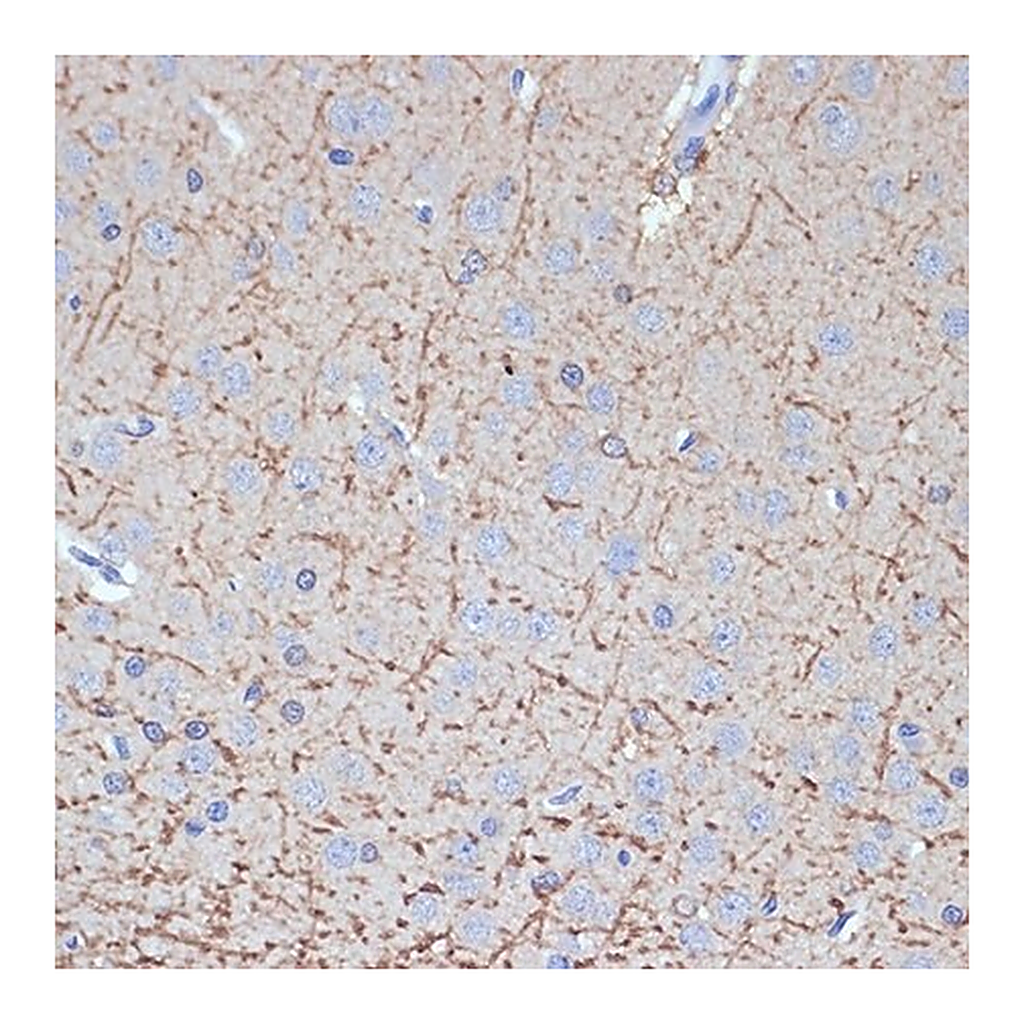 Merck Anti-TMOD2 antibody produced in rabbit