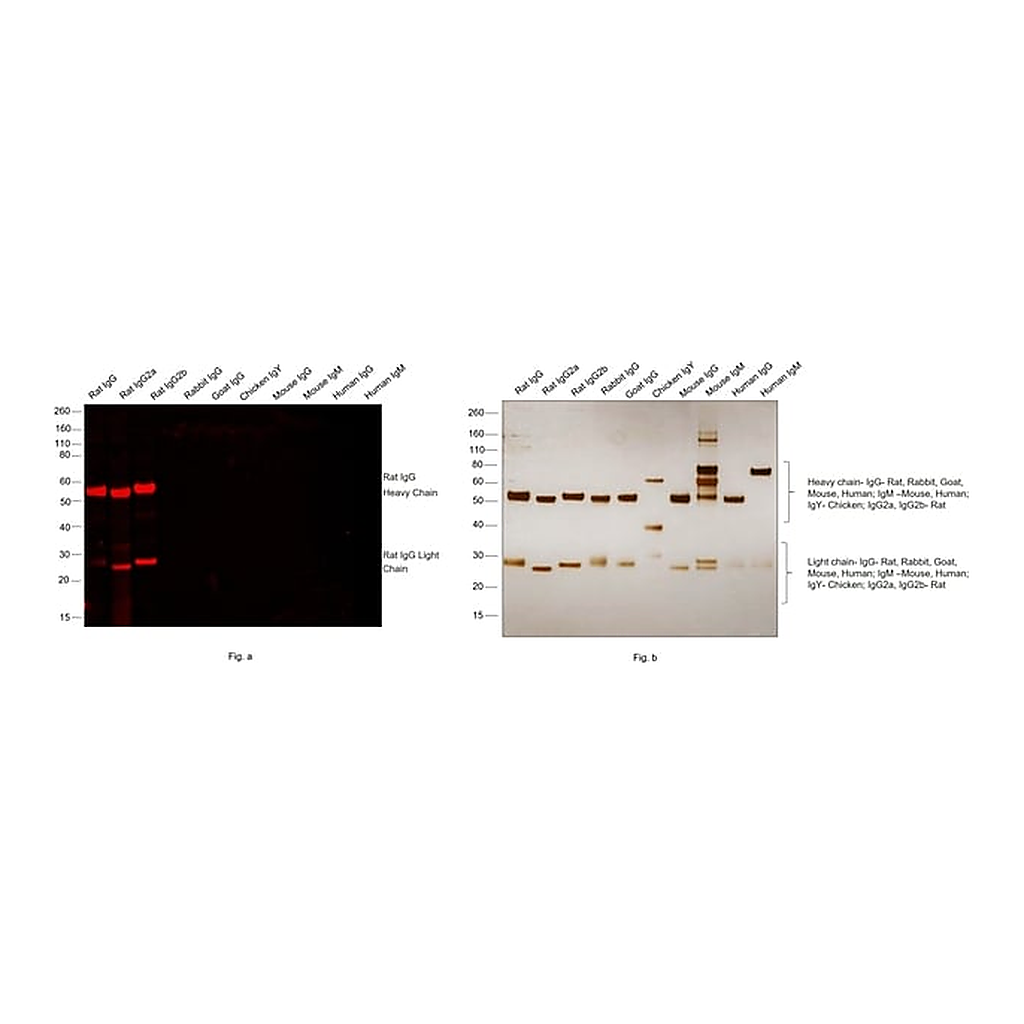 Thermo Fisher Scientific Donkey anti-Rat IgG (H+L) Highly Cross-Adsorbed Secondary Antibody, Alexa Fluor Plus 594