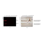 Thermo Fisher Scientific Donkey anti-Rat IgG (H+L) Highly Cross-Adsorbed Secondary Antibody, Alexa Fluor Plus 594