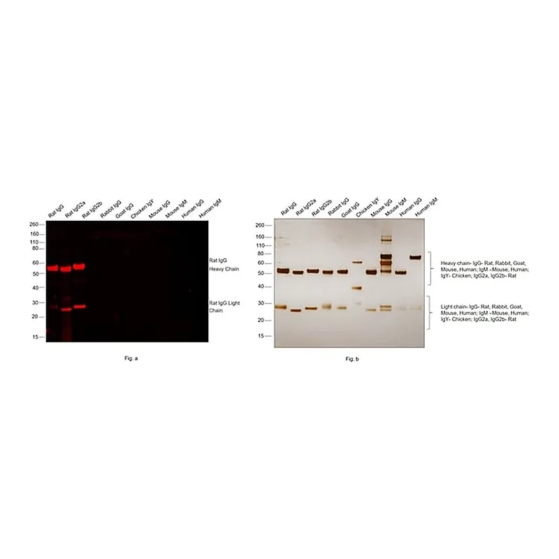 Thermo Fisher Scientific Donkey anti-Rat IgG (H+L) Highly Cross-Adsorbed Secondary Antibody, Alexa Fluor Plus 594