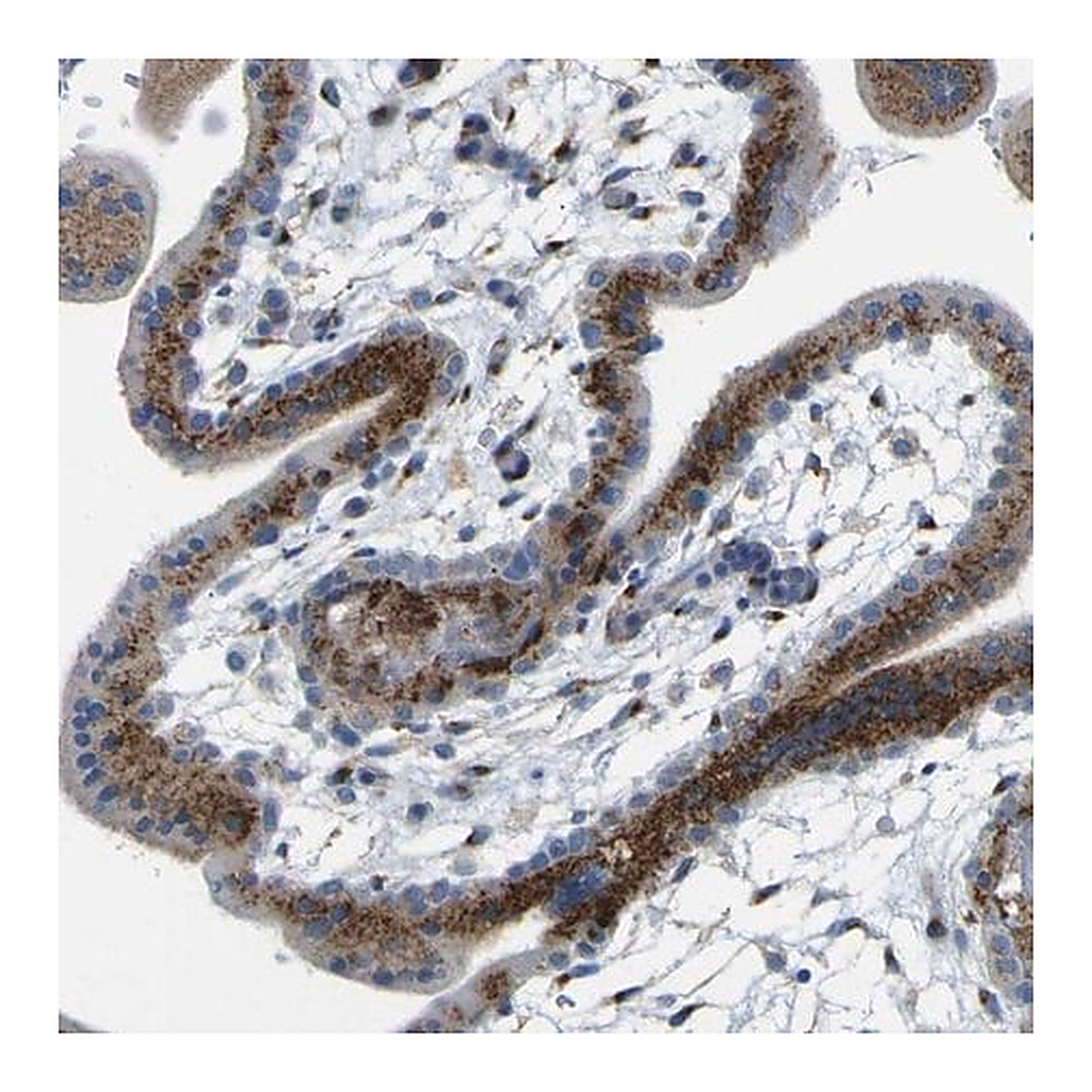 Merck Anti-IGF2R antibody produced in rabbit