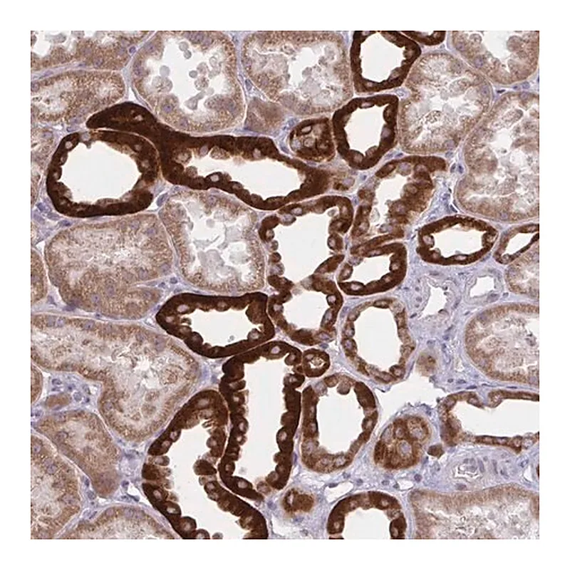 Merck Anti-KCNJ16 antibody produced in rabbit
