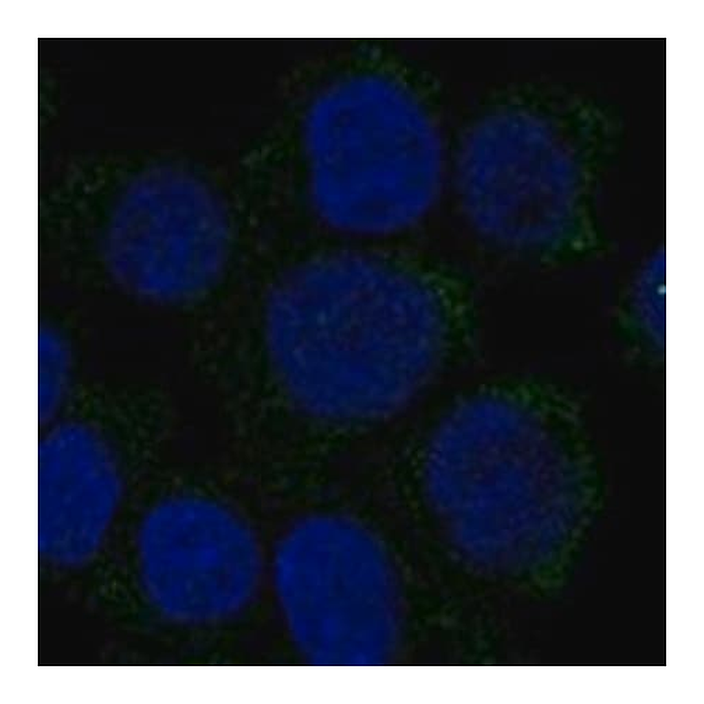 Merck Anti-HBZ antibody produced in rabbit