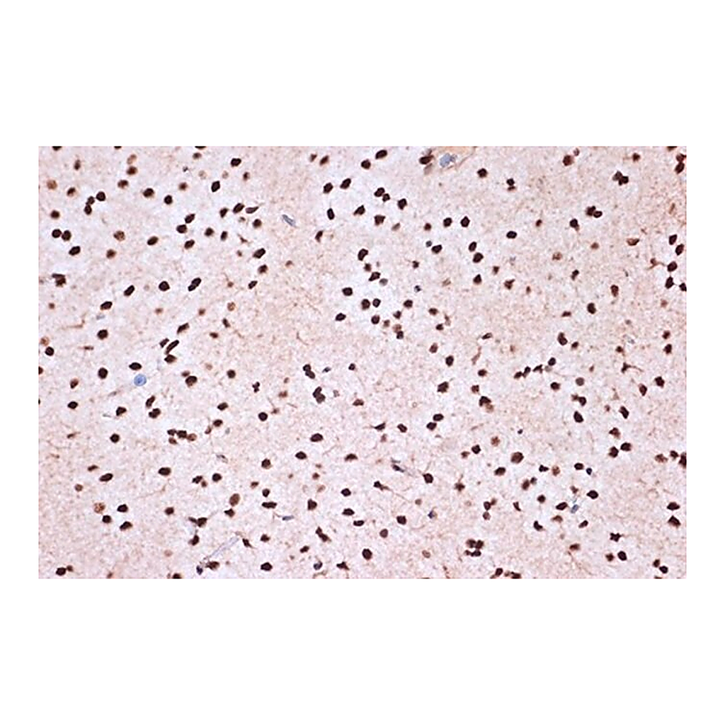 Merck Anti-KHSRP antibody produced in rabbit