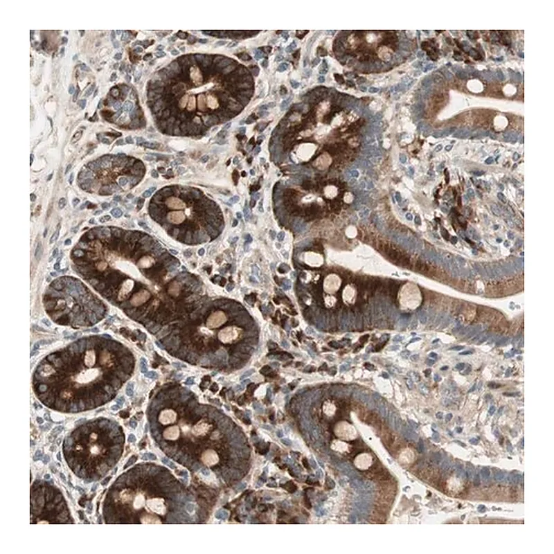 Merck Anti-APOO antibody produced in rabbit