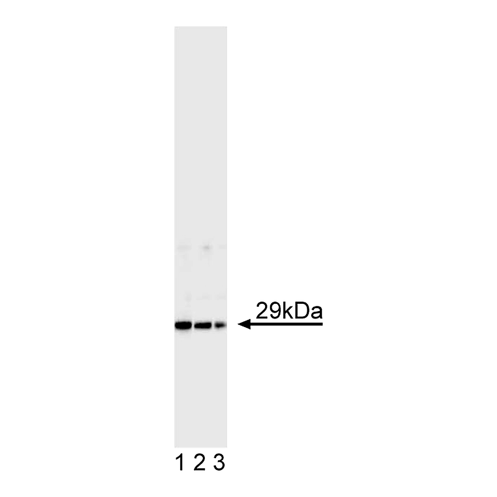 BD Purified Mouse Anti- Bcl-x