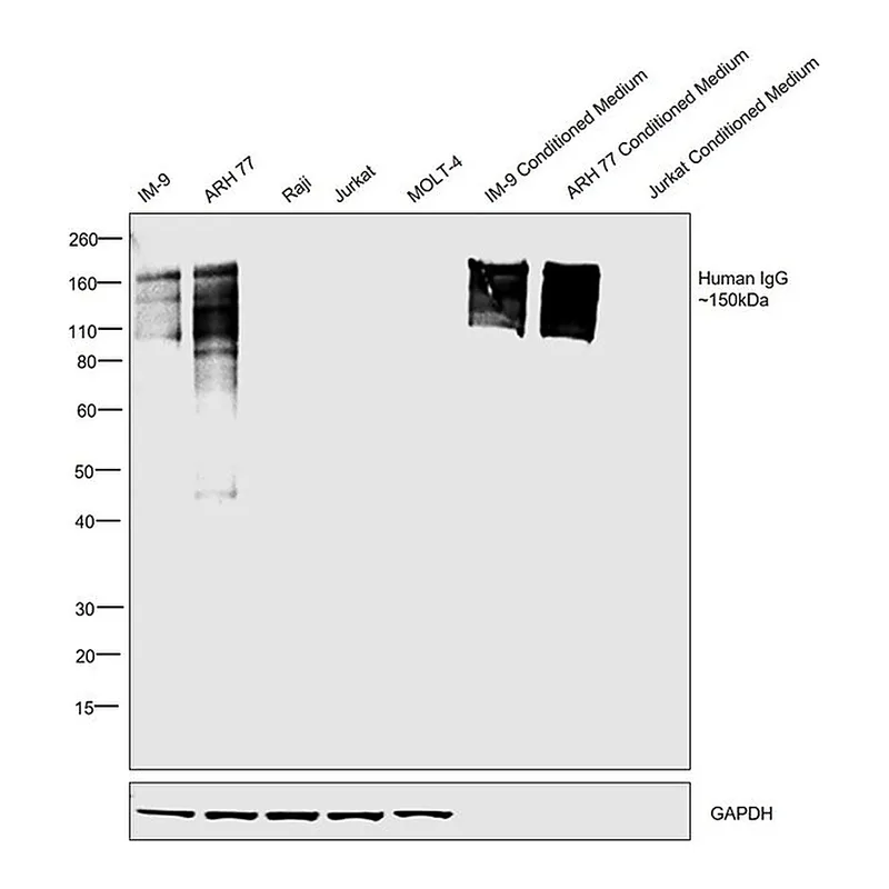 Thermo Fisher Scientific Goat anti-Human IgG Fc Cross-Adsorbed Secondary Antibody, HRP