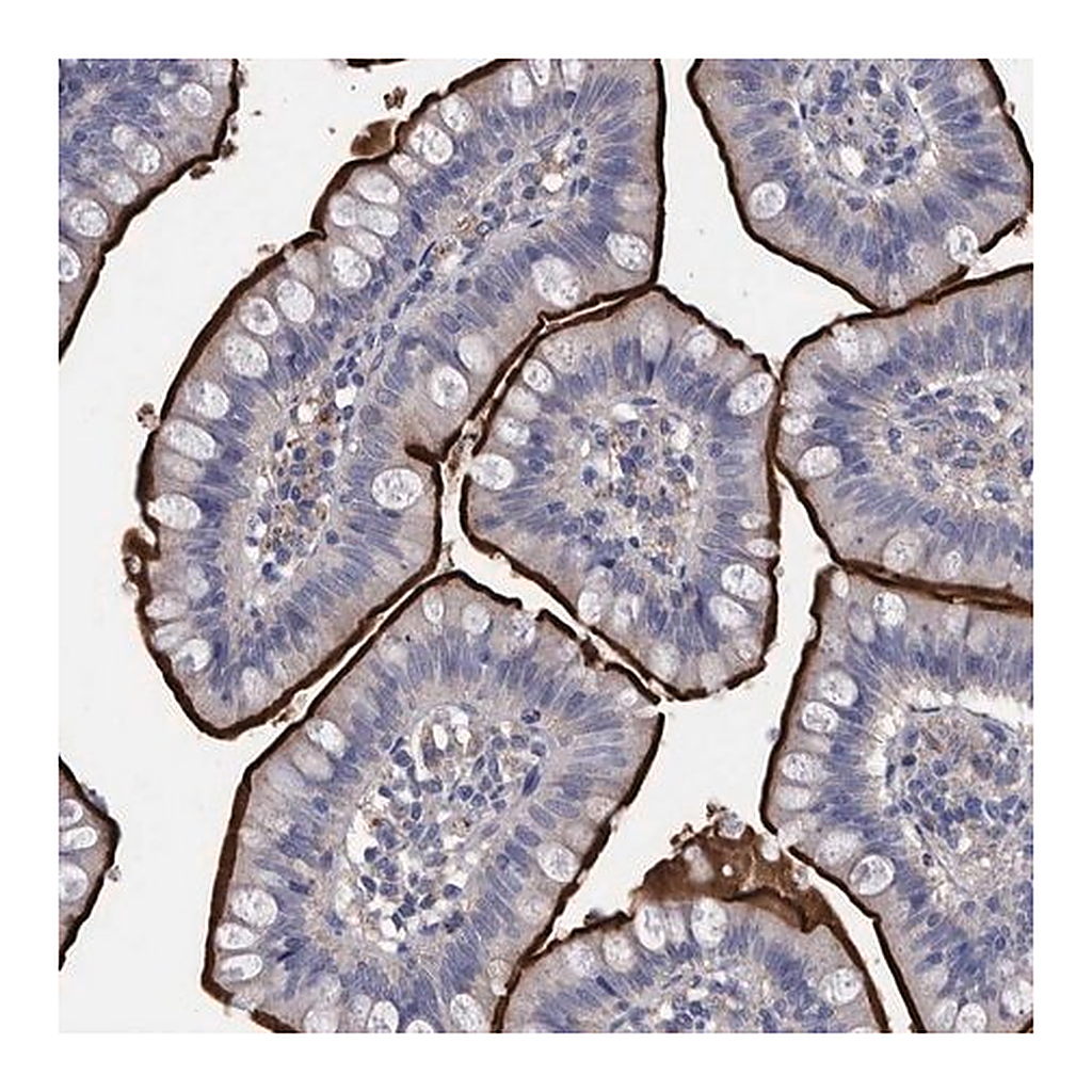 Merck Anti-DLL4 antibody produced in rabbit
