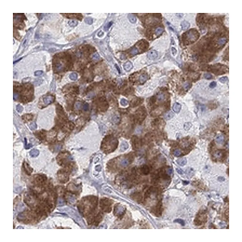 Merck Anti-MYO3A antibody produced in rabbit