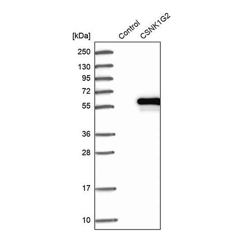Merck Anti-CSNK1G2 antibody produced in rabbit