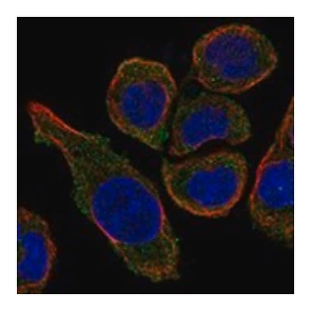 Merck Anti-MS4A15 antibody produced in rabbit