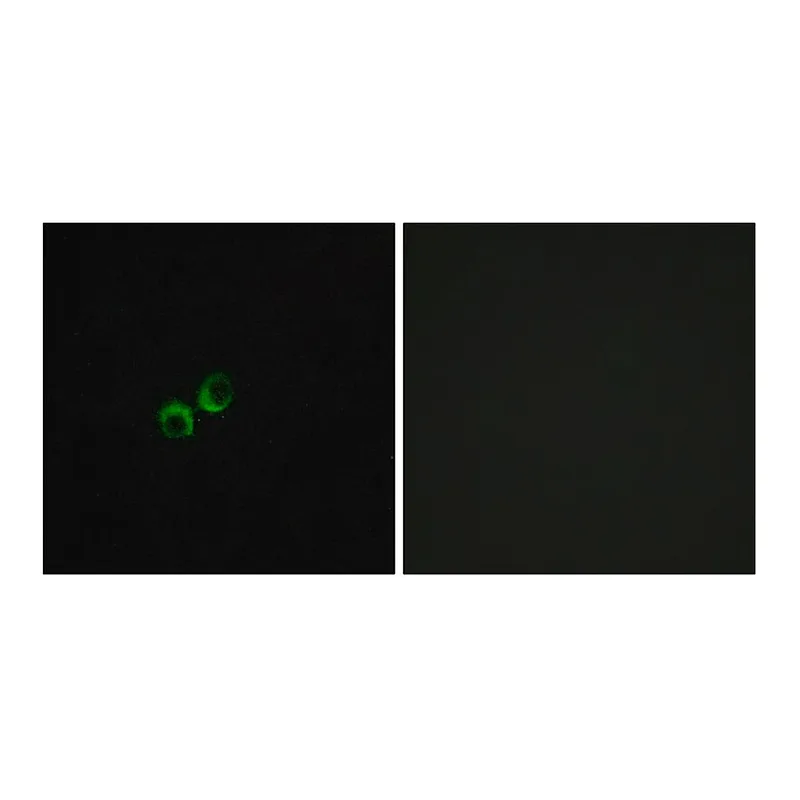 Merck Anti-TAS1R3 antibody produced in rabbit
