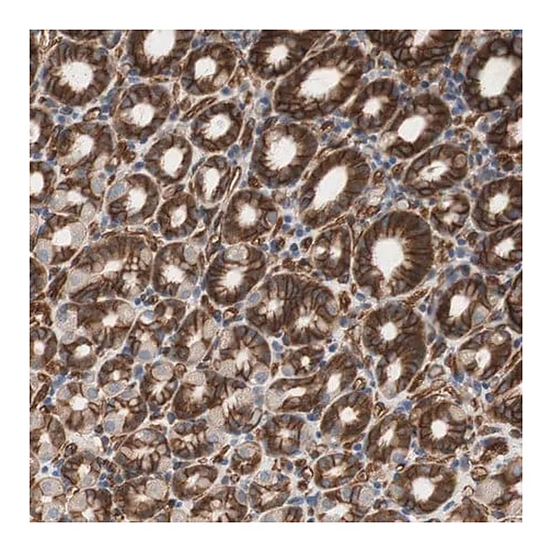 Merck Anti-SPINT1 antibody produced in rabbit