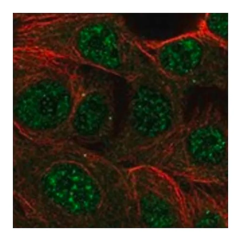 Merck Anti-CMYA5 antibody produced in rabbit