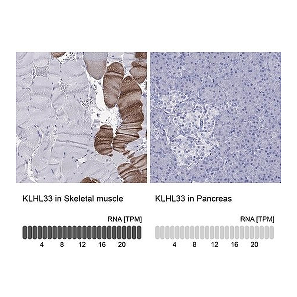 Merck Anti-KLHL33 antibody produced in rabbit