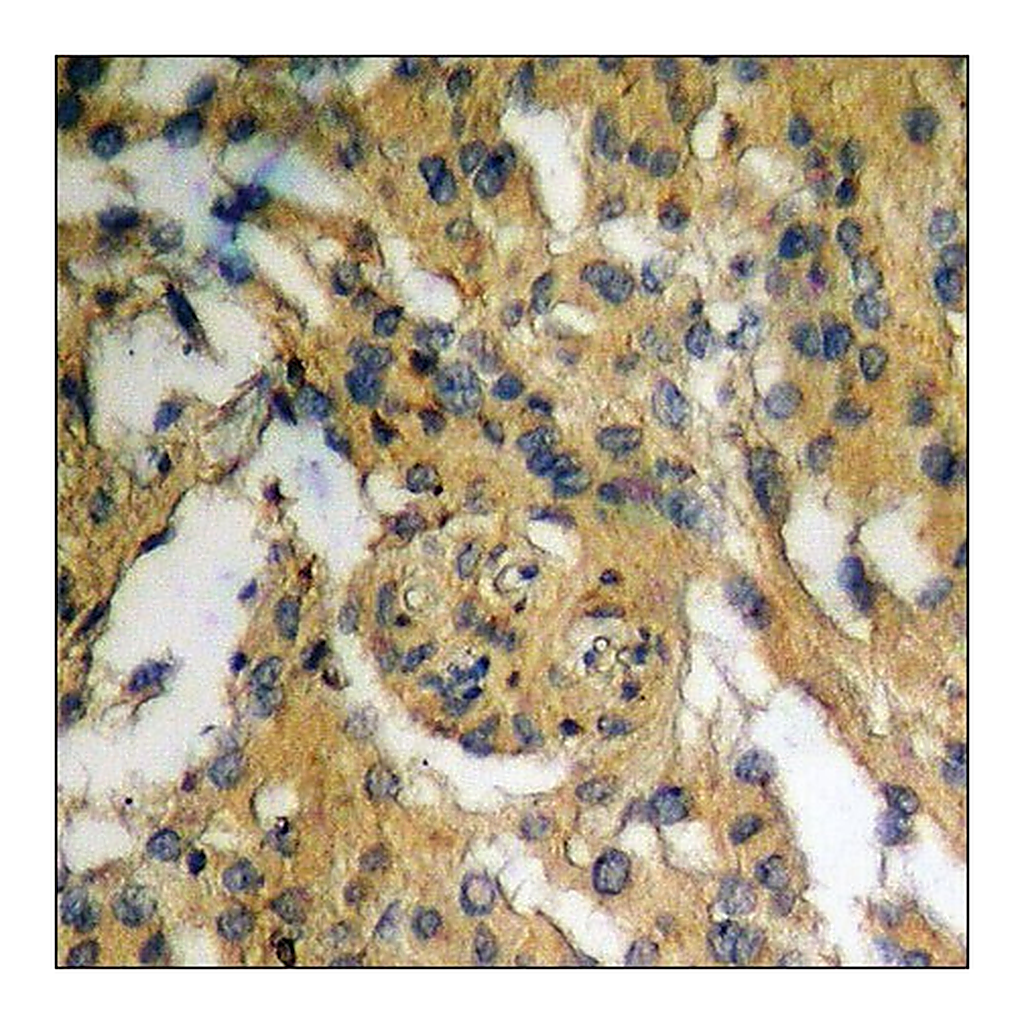Merck Anti-phospho-IKK-alpha (pSer176) /IKK-beta (pSer177) antibody produced in rabbit