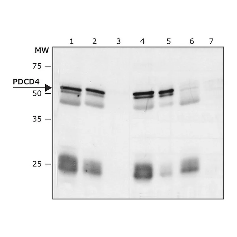 Merck Anti-PDCD4 antibody produced in rabbit