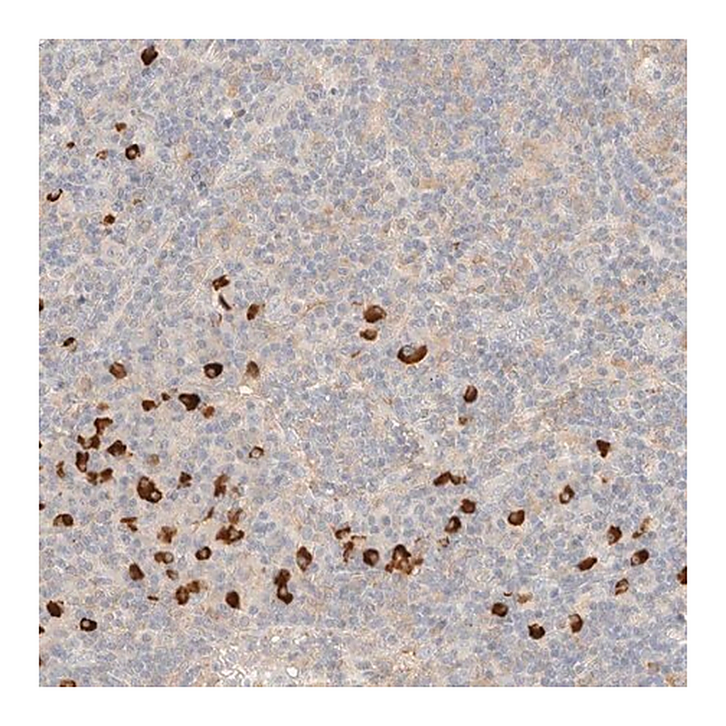 Merck Anti-FHOD1 antibody produced in rabbit