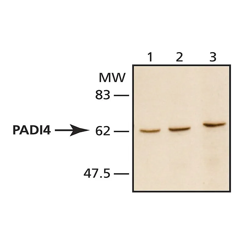 Merck Anti-PADI4 antibody produced in rabbit