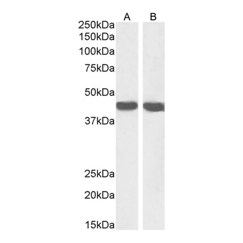 Merck Anti-Smooth Muscle alpha-Actin antibody produced in goat