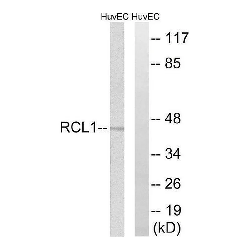 Merck Anti-RCL1 antibody produced in rabbit