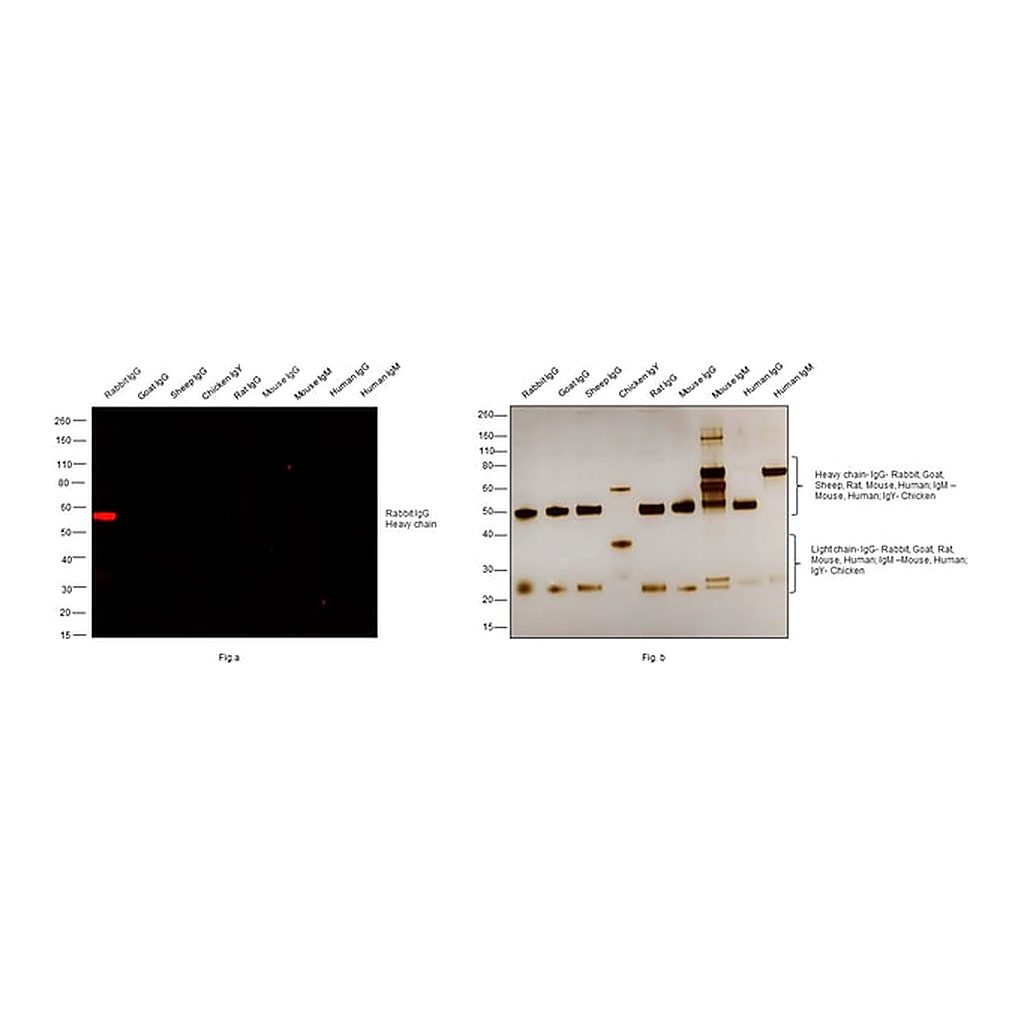 Thermo Fisher Scientific F(ab`)2-Goat anti-Rabbit IgG (H+L) Cross-Adsorbed Secondary Antibody, Alexa Fluor Plus 555