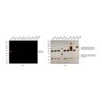 Thermo Fisher Scientific F(ab`)2-Goat anti-Rabbit IgG (H+L) Cross-Adsorbed Secondary Antibody, Alexa Fluor Plus 555