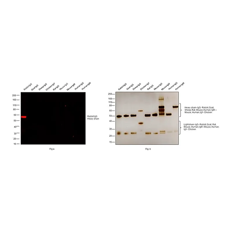 Thermo Fisher Scientific F(ab`)2-Goat anti-Rabbit IgG (H+L) Cross-Adsorbed Secondary Antibody, Alexa Fluor Plus 555