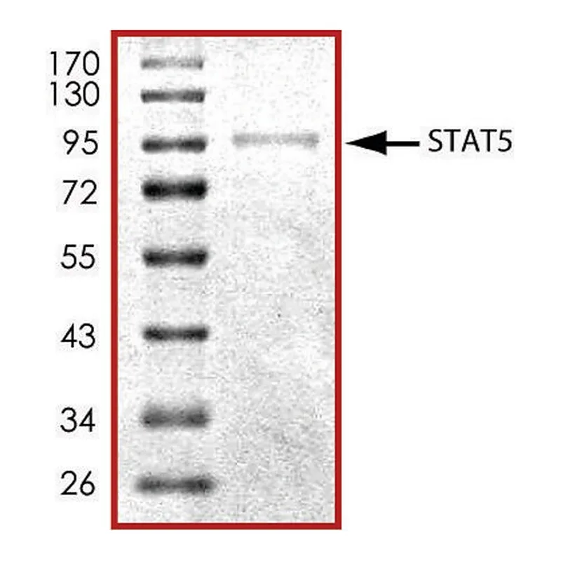Merck STAT5, His tagged human