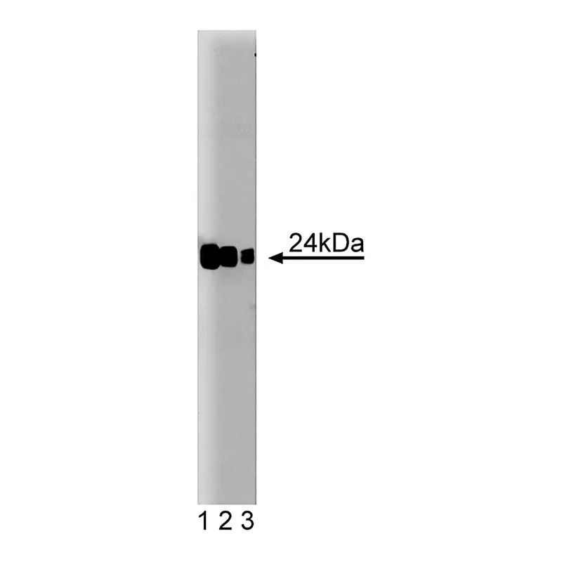 BD Purified Mouse Anti-Rab8