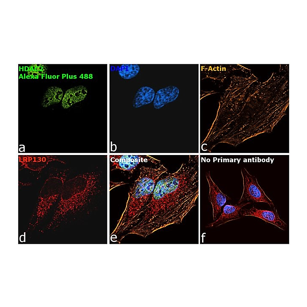 Thermo Fisher Scientific Goat anti-Mouse IgG (H+L) Superclonal Secondary Antibody, Alexa Fluor Plus 488