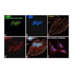 Thermo Fisher Scientific Goat anti-Mouse IgG (H+L) Superclonal Secondary Antibody, Alexa Fluor Plus 488