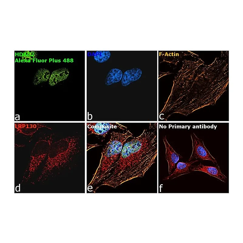 Thermo Fisher Scientific Goat anti-Mouse IgG (H+L) Superclonal Secondary Antibody, Alexa Fluor Plus 488