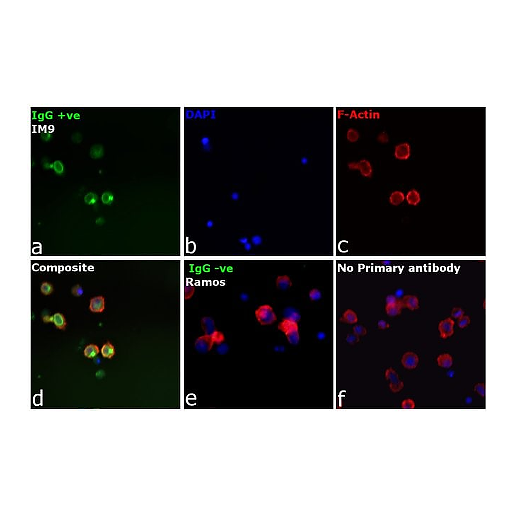 Thermo Fisher Scientific F(ab`)2-Goat anti-Human IgG Fc gamma Secondary Antibody