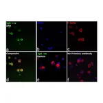 Thermo Fisher Scientific F(ab`)2-Goat anti-Human IgG Fc gamma Secondary Antibody