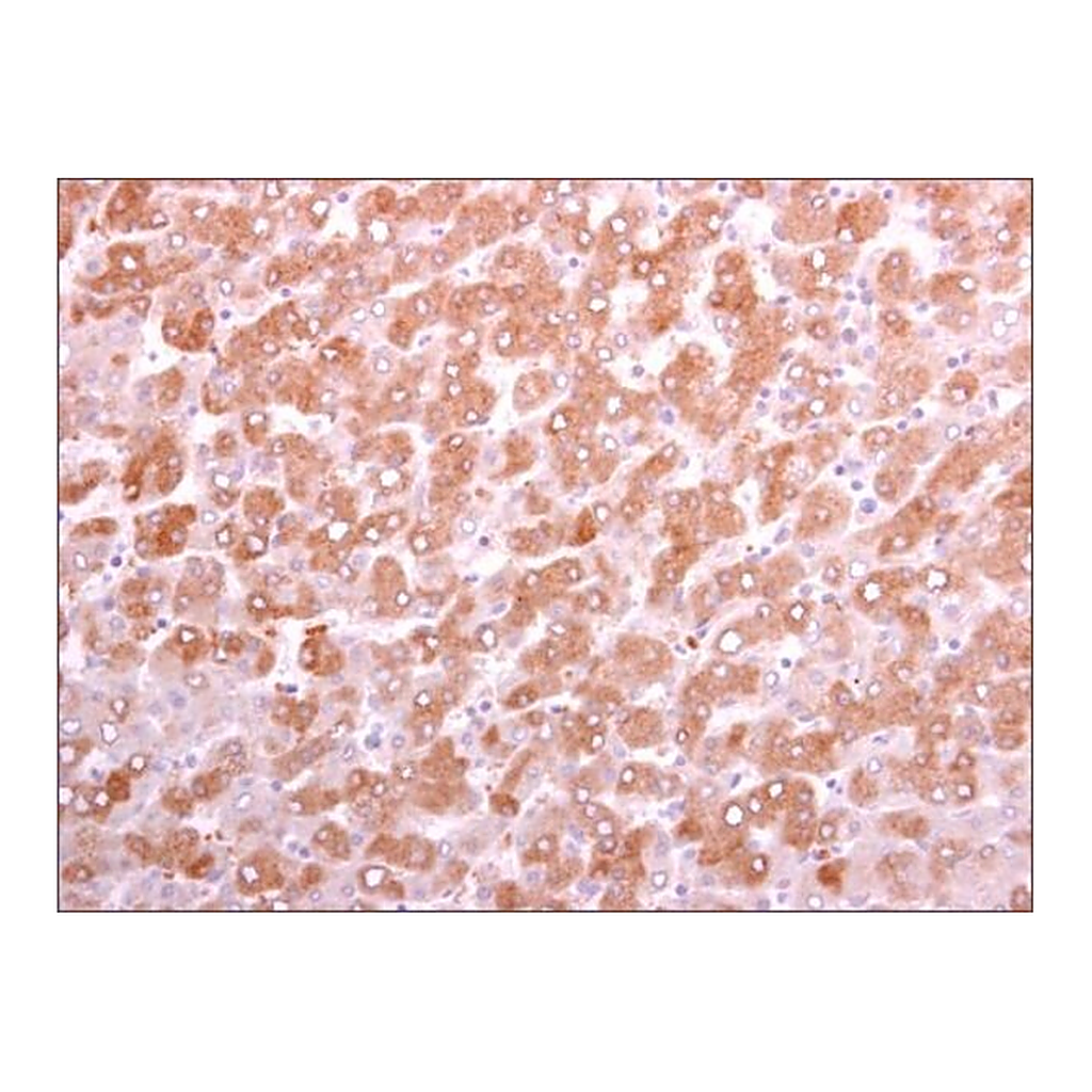 Merck Anti-DKK3 antibody produced in rabbit