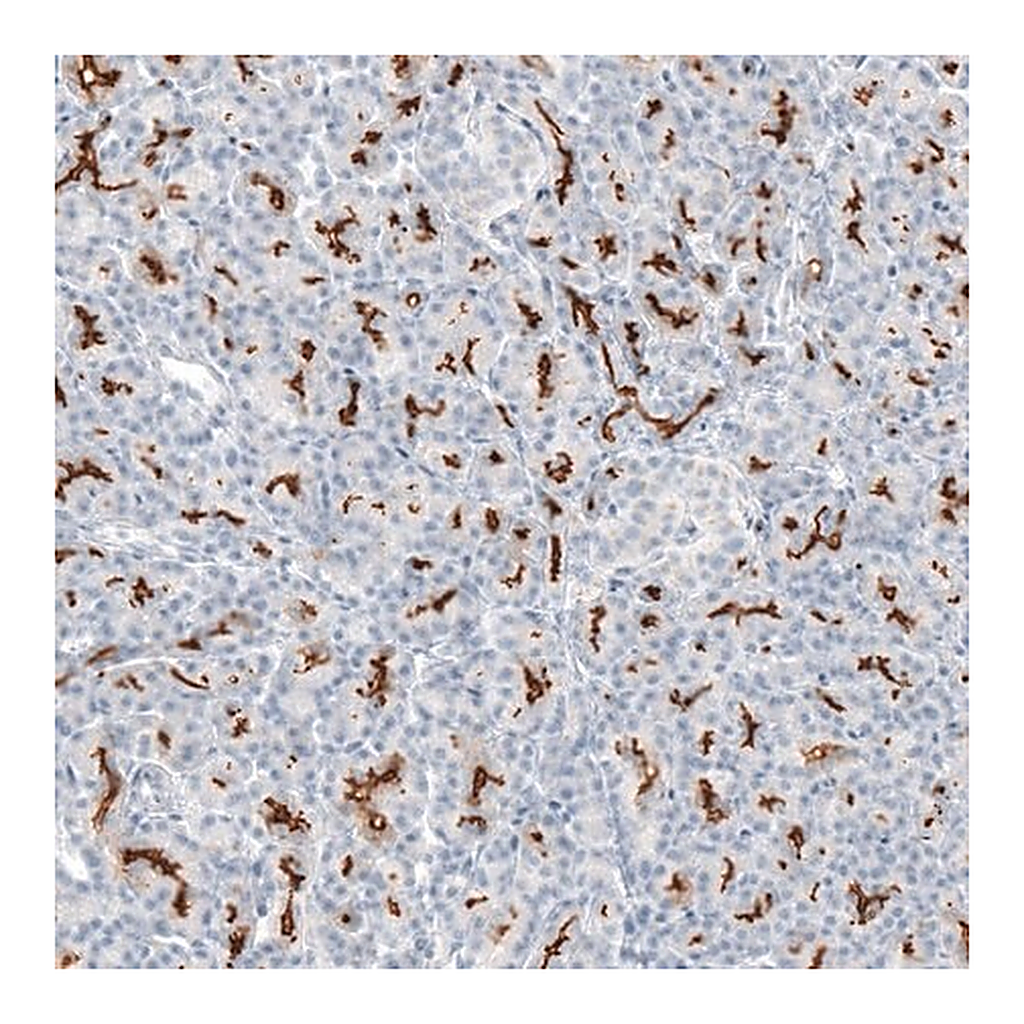 Merck Anti-CFTR antibody produced in rabbit
