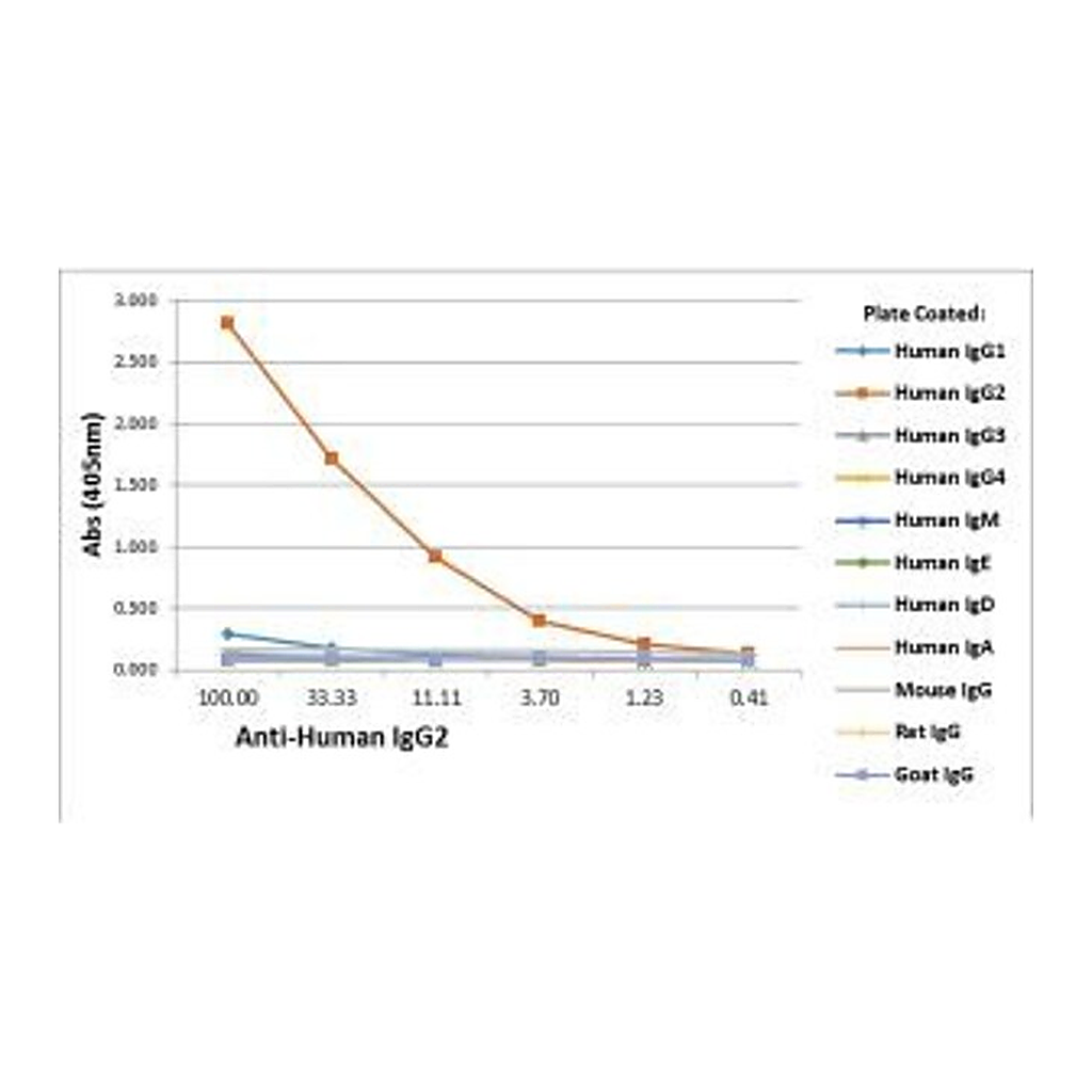 Thermo Fisher Scientific Rabbit anti-Human IgG2 Recombinant Secondary Antibody, Biotin