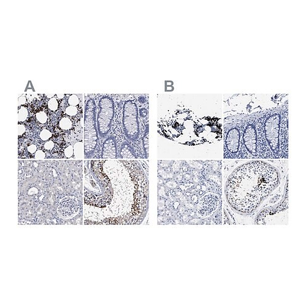 Merck Anti-HEMGN antibody produced in rabbit