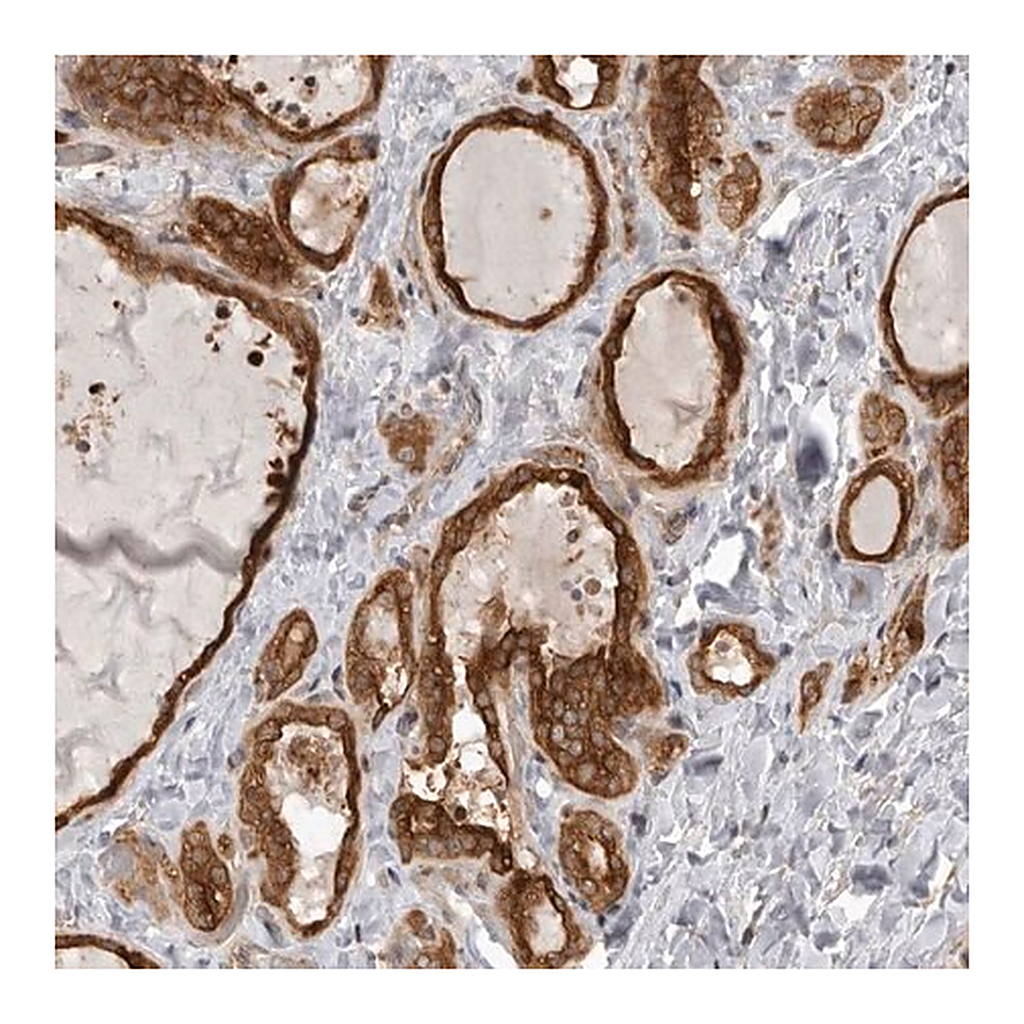 Merck Anti-MINDY1 antibody produced in rabbit