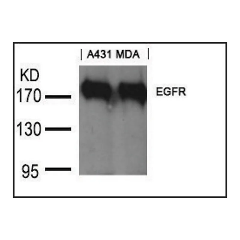 Merck Anti-EGFR (Ab-1197) antibody produced in goat